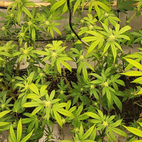 Chiquita Milkshake *1 growlog timeline photo