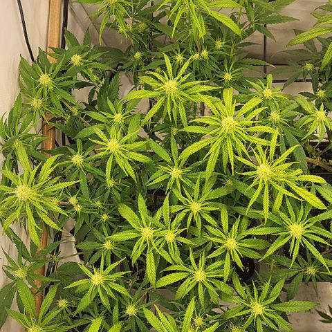 Wonder Pie *1 growlog timeline photo
