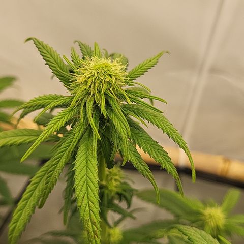 Wonder Pie *2 growlog timeline photo