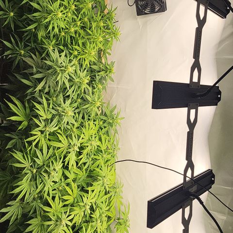 Wonder Pie *2 growlog timeline photo