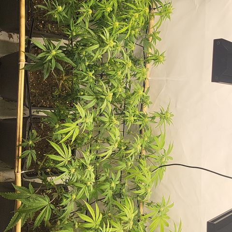 Wonder Pie *2 growlog timeline photo