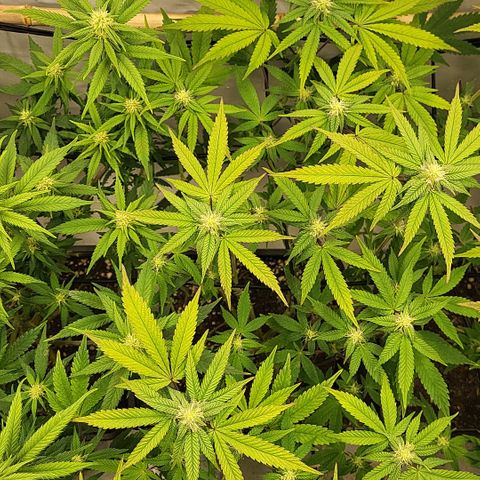 Chiquita Milkshake *1 growlog timeline photo