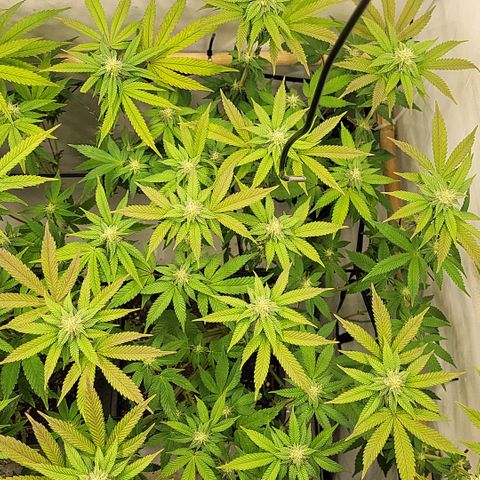 Chiquita Milkshake *2 growlog timeline photo
