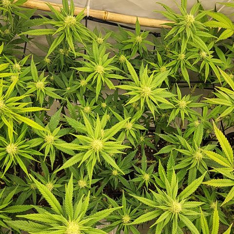 Wonder Pie *2 growlog timeline photo