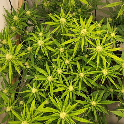 Wonder Pie *1 growlog timeline photo