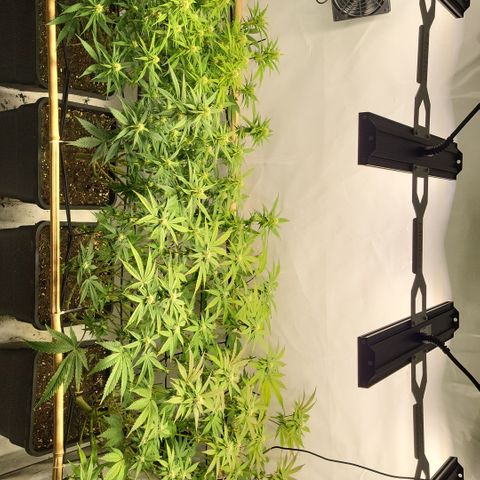 Wonder Pie *2 growlog timeline photo