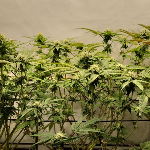 Chiquita Milkshake *1 growlog timeline photo