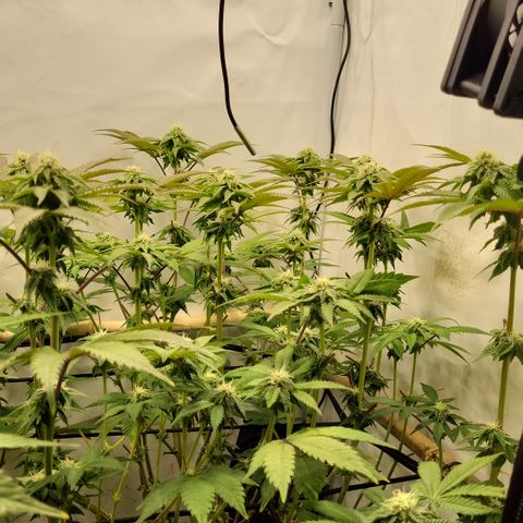 Chiquita Milkshake *2 growlog timeline photo