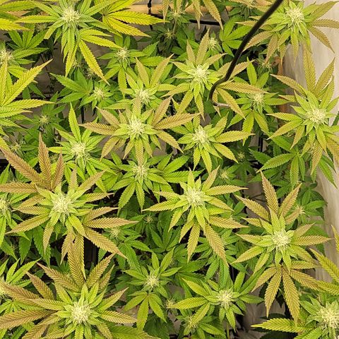 Chiquita Milkshake *2 growlog timeline photo