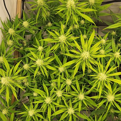 Wonder Pie *1 growlog timeline photo