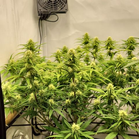 Wonder Pie *1 growlog timeline photo