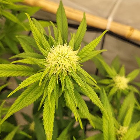 Wonder Pie *2 growlog timeline photo