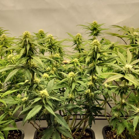 Wonder Pie *2 growlog timeline photo