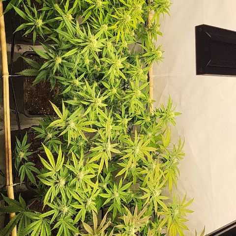 Wonder Pie *2 growlog timeline photo