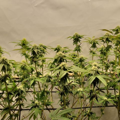 Chiquita Milkshake *1 growlog timeline photo