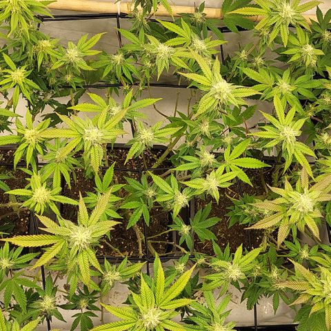 Chiquita Milkshake *1 growlog timeline photo