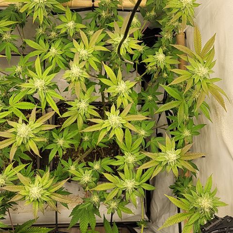 Chiquita Milkshake *2 growlog timeline photo