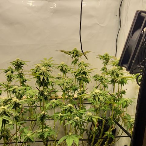 Chiquita Milkshake *2 growlog timeline photo