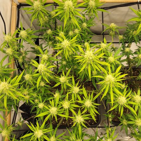 Wonder Pie *1 growlog timeline photo