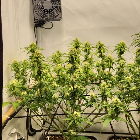 Wonder Pie *1 growlog timeline photo
