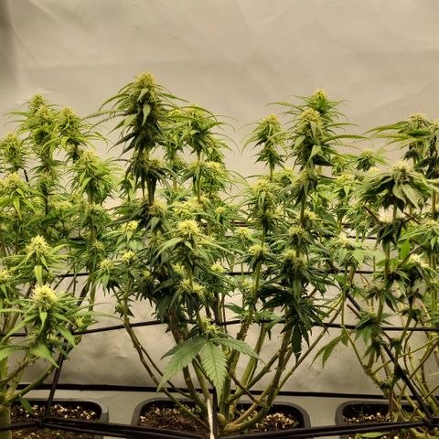Wonder Pie *2 growlog timeline photo