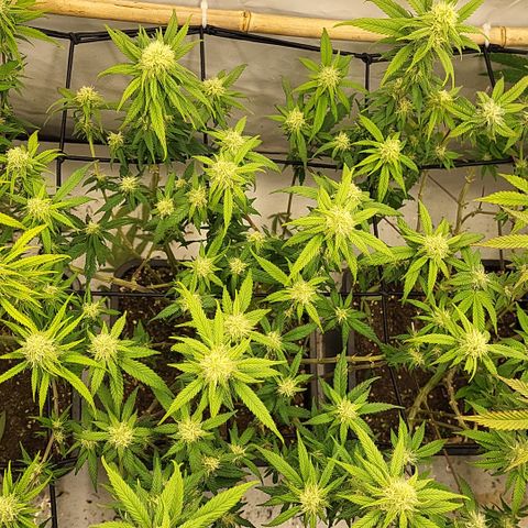 Wonder Pie *2 growlog timeline photo