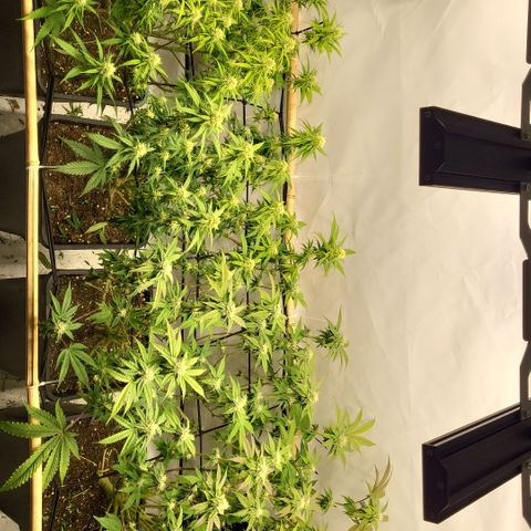 Wonder Pie *2 growlog timeline photo