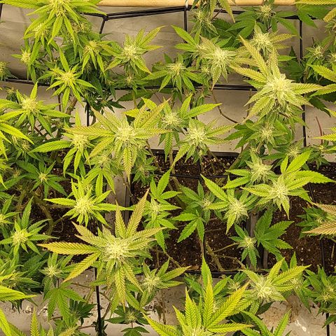 Chiquita Milkshake *1 growlog timeline photo