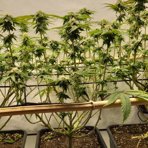 Chiquita Milkshake *1 growlog timeline photo