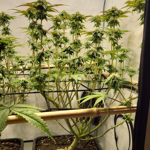 Chiquita Milkshake *2 growlog timeline photo