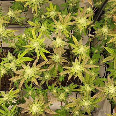 Chiquita Milkshake *2 growlog timeline photo