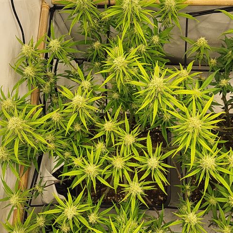 Wonder Pie *1 growlog timeline photo