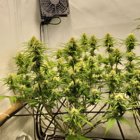 Wonder Pie *1 growlog timeline photo
