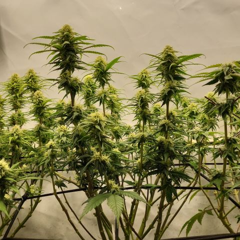 Wonder Pie *2 growlog timeline photo