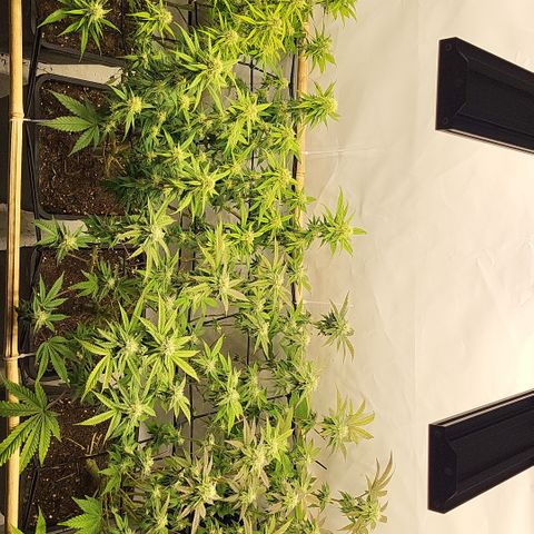 Wonder Pie *2 growlog timeline photo