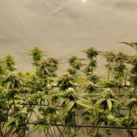 Chiquita Milkshake *1 growlog timeline photo