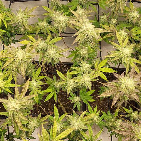 Chiquita Milkshake *1 growlog timeline photo