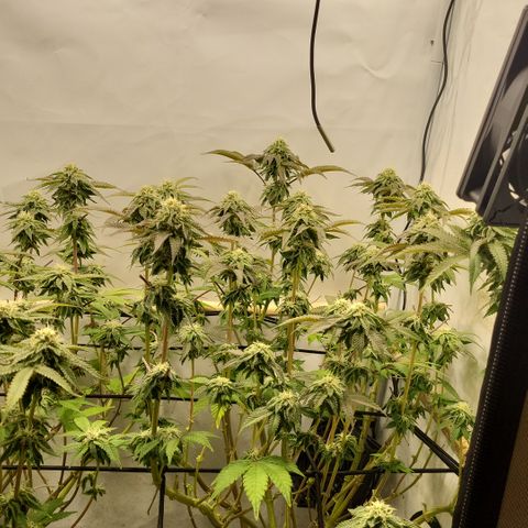 Chiquita Milkshake *2 growlog timeline photo