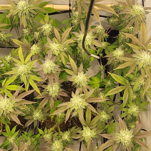 Chiquita Milkshake *2 growlog timeline photo