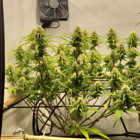 Wonder Pie *1 growlog timeline photo