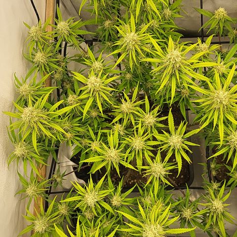 Wonder Pie *1 growlog timeline photo