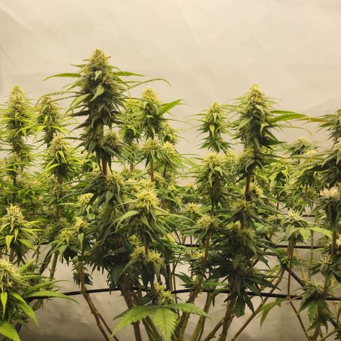 Wonder Pie *2 growlog timeline photo