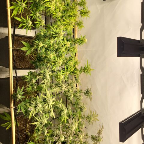Wonder Pie *2 growlog timeline photo