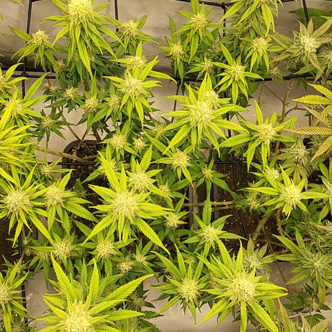 Wonder Pie *2 growlog timeline photo