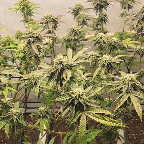 Chiquita Milkshake *1 growlog timeline photo