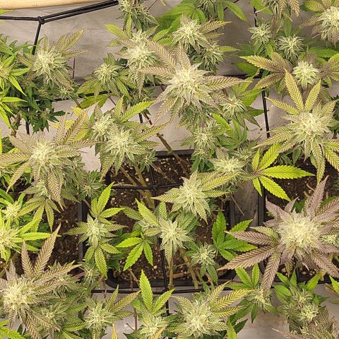 Chiquita Milkshake *1 growlog timeline photo