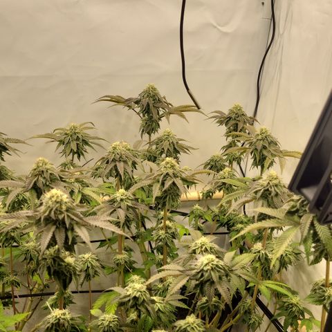 Chiquita Milkshake *2 growlog timeline photo
