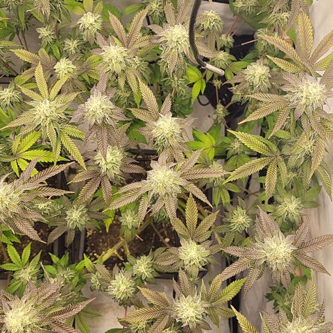 Chiquita Milkshake *2 growlog timeline photo