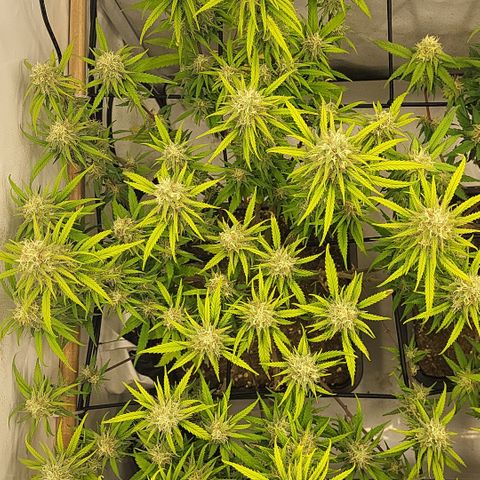 Wonder Pie *1 growlog timeline photo