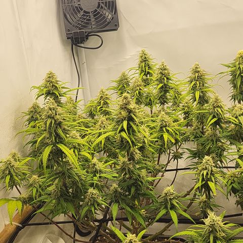 Wonder Pie *1 growlog timeline photo